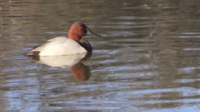 Drake Canvasback Duck