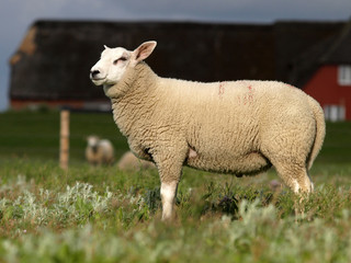 Schaf auf Hallig