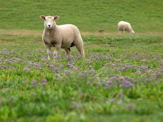 Schafe im Strandflieder