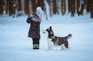 little girl playing with husky © Sergey Bogdanov