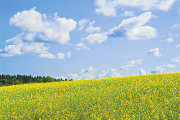 Windy day. Rapeseed field on a hillside