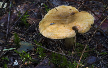 mushrooms in the forest