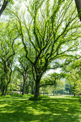 Central Park The Mall Manhattan New York