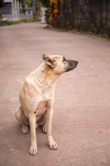 dog waiting for his owner