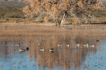 Drake Pintails