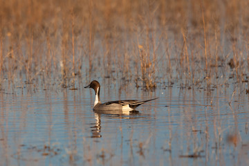 Drake Pintail Duck