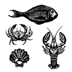 Vector Set of Sketch Sea Food - 76068501