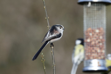 Long-tailed tit, Aegithalos caudatus