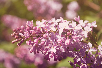 Branch of lilac flowers