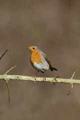 Robin, Erithacus rubecula