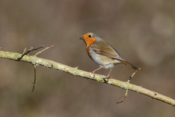 Fototapeta premium Robin, Erithacus rubecula