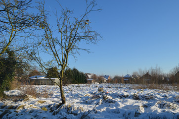 Apple tree in snowy meadow