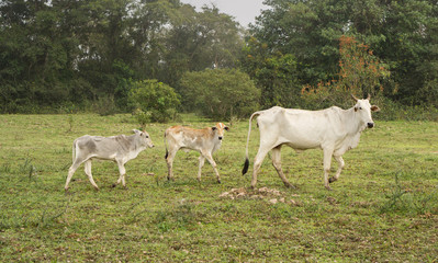 Obraz na płótnie Canvas Cow and veals in a Farm in Pantanal, Brazil