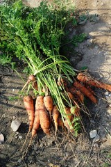 Organic carrots