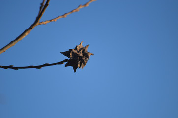 Pointy structure on twig of a shrub