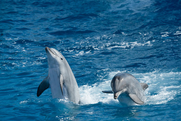 Twee dolfijnen spelen tijdens optreden in het oceaanpark