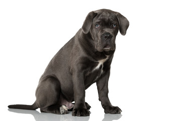 Cane Corso Welpe
