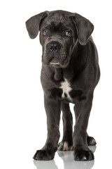 Cane Corso Welpe