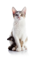 The kitten sits on a white background.