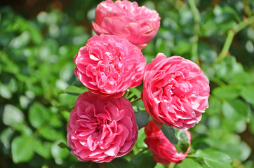 Flower of rosa odorata in the flowerbed