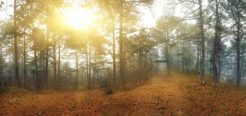 Obraz premium Forest