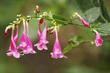 Assam indigo - Strobilanthes cusia