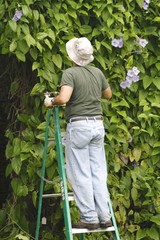 Man pruning - Bengal Creeper Vine