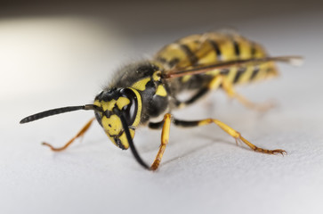 Closeup of European Wasp on White Background