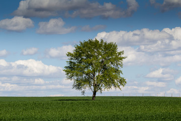 Fototapeta na wymiar Lonely tree