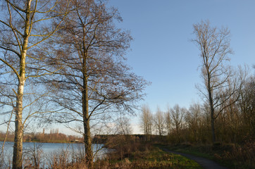 Naklejka na ściany i meble Trees on shore of lake Egleghem
