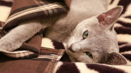 sleepy russian blue kitten