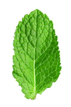 mint leaf isolated on the white background