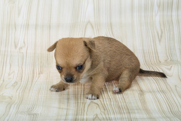 Chihuahua puppy