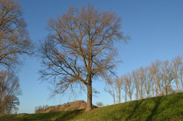 Obraz premium tree on small hill
