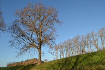 tree on small hill