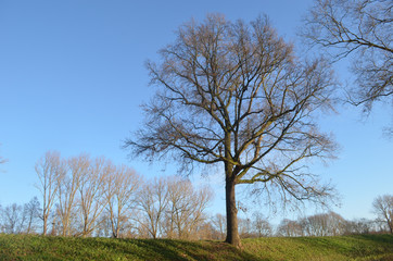 tree on small hill