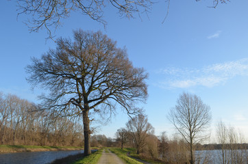 path and tree on river bank