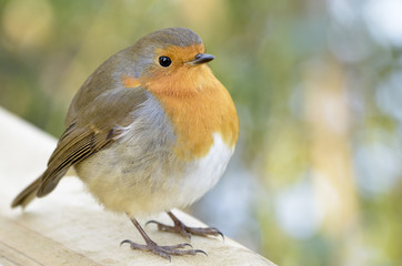 Robin perches on top of fence.