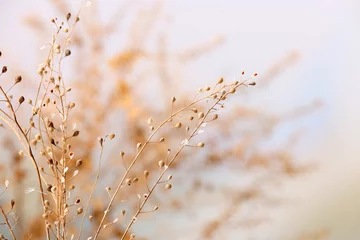 Fotobehang Abstract Dried wildflowers on light background  © Africa Studio