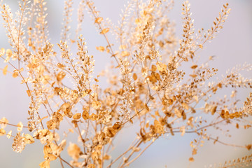 Dried wildflowers on light background