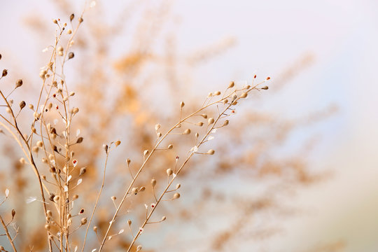 Dried Wildflowers On Light Background