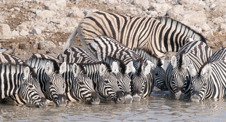 Zebra at a waterhole.
