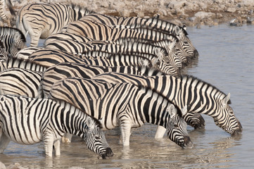 Fototapeta na wymiar Zebra at a waterhole.