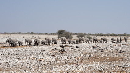 Elephants in Etosha National Park Namibia.