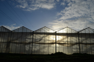 greenhouse in autumn sun