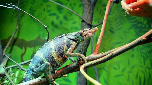 Meller's chameleon (Chamaeleo melleri) is catching a locust