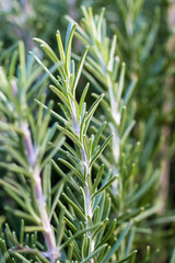 closeup of a rosemary plant