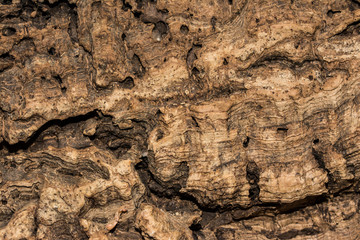 Dried wood close-up, can be used as background