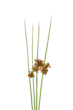 Flatter-Binse (Juncus effusus)