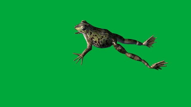 frog eat ,walk and jump - green screen